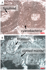 Figure 4: Representative carbonate fossils in the studied intervals. Red scale bars = 0.5 mm. A. cyanobacterial filaments surrounding fusulinids in oncoids within the Lower Permian. B. clotted micrite fabric in association with a bryozoan fragment. 