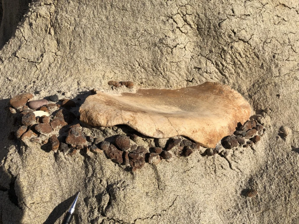 The Sedimentology of Palaeontology