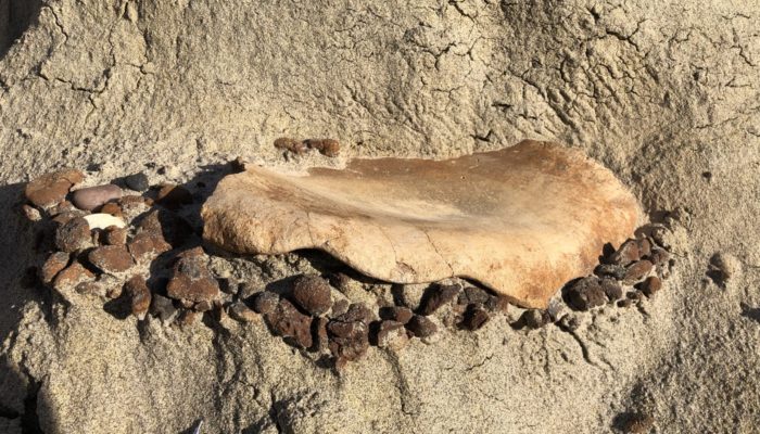 The Sedimentology of Palaeontology