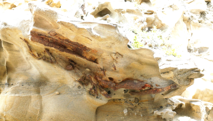 Fossilized Tree Trunks: Preservation in Continental and Marine Ancient Outcrops of Baja California