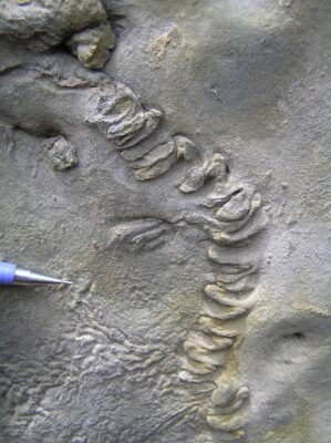 Broadening our Understanding of Bird Ichnology through Neoichnology