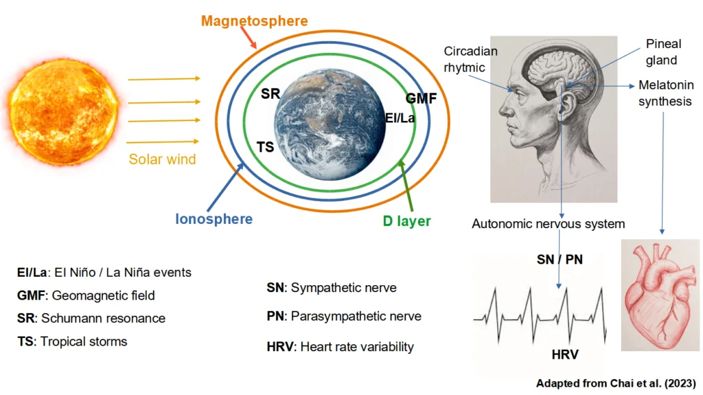 On the correlation and interactions of space weather with biological indicators