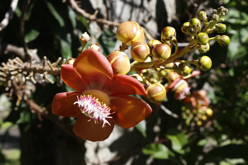 The Botanic Gardens of St Vincent and the Grenadines