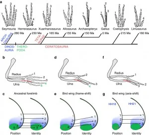 Different evolutionary hypotheses for the origins of  bird digits (source, click for larger)