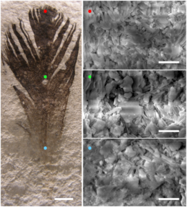 The complete feather, and it's constituent melanosomes freed from their keratin cages. (source)