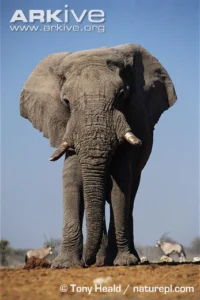 The differences between an African elephant...