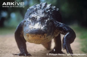 ..and an american alligator are quite striking, seeing as they're both quadrupedal animals