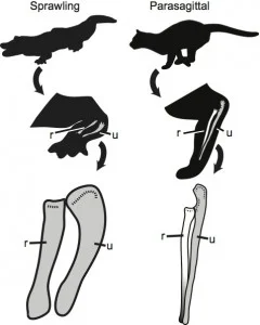 Differences in quadrupedal posture between a croc and a cat (r - radius, u - ulna)