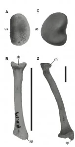 The radial head (A) and long axis (B) of Caiman crocodylus and the radial head (C) and long axis (D) of Ursus americanas. Scale bar = 5 cm. Radial heads not to scale. rh, radial head; sp, styloid process; us, ulnar articular surface.