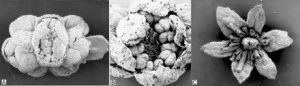 Fossil charcoalified floras from a Late Cretaceous (Santonian, 86 – 83 Ma) in central Georgia showing amazing 3D preservation and anatomical detail.  Images were taken using a scanning electron microscope and are considerably magnified (A magnified X50, B X100, C X20).  Flower images are from Figure 4 of Crane et al. (2004). 