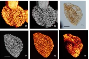 Photos of pollen grains from Plate II in Hochuli and Feist Burkhardt (2013) showing images of pollen type IV that is monosulcate and columellate. 
