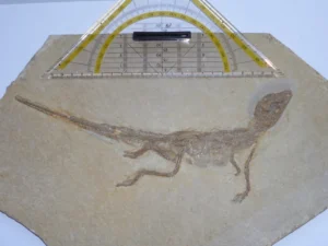 Alligatorellus beaumonti, holotype specimen. Copyright: Bavarian State Collection, Munich