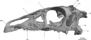 A 3D skull of the theropod, Erlikosaurus andresi (Lautenschlager, 2013)