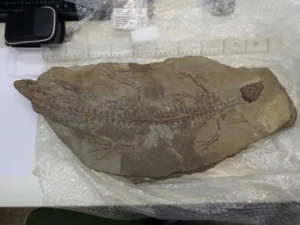 Complete skeleton of Montsecosuchus depereti, with classic 'splat syndrome'. The skull to body length ratio for this beasty is weird compared to the other specimens I've seen..