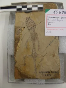Atoposaurus jourdani. It really is that tiny. An awesome pet to have 150 million years ago! What do you think - juvenile, or teeny dwarf?