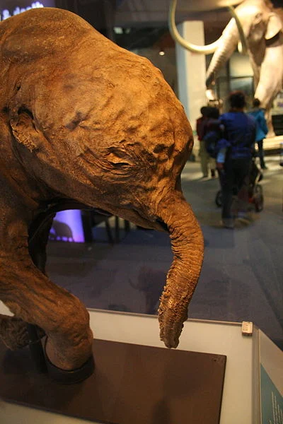 Fossilised baby mammoth! (source)