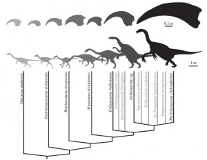 Diversity in therizinosaur claws! (source)