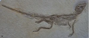 Alligatorellus bavaricus, newly named from Bavaria, Germany. Tennant and Mannion (2014)