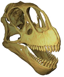 Look at those peg-like teeth, perfect for plucking! (Source)