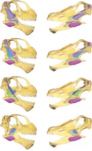 Dem muscles. Reconstruction of the muscley parts a sauropod would have used in chewing. (Button et al., 2014)