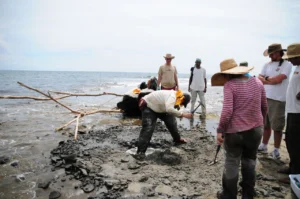 Scientists collected the fossils of Isthminia panamensis from the Caribbean coast of Panama. The fossil was encased in a white plaster jacket and recovered as the tide rushed in. Image: Aaron O’Dea / Smithsonian Institution