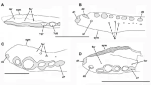 Several other jaws assigned to different species of Theriosuchus. Quite similar overall, but each one subtly distinct