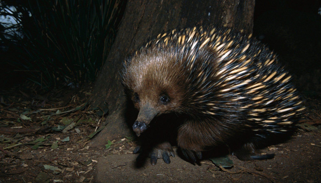 An equidna