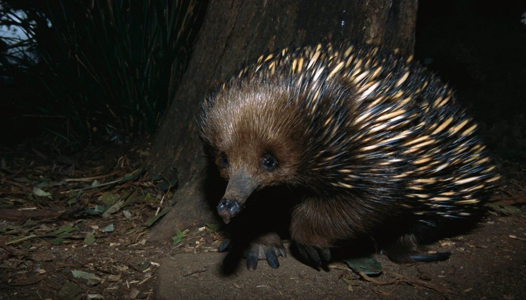 An equidna