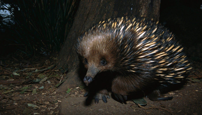 An equidna