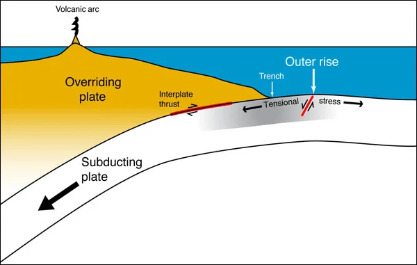 The giant seafloor sponge: how water ends up in subducting crust
