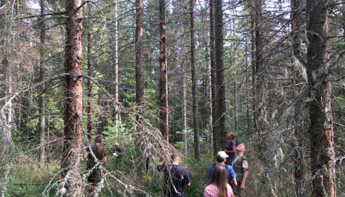 Forests in danger: not only fires!