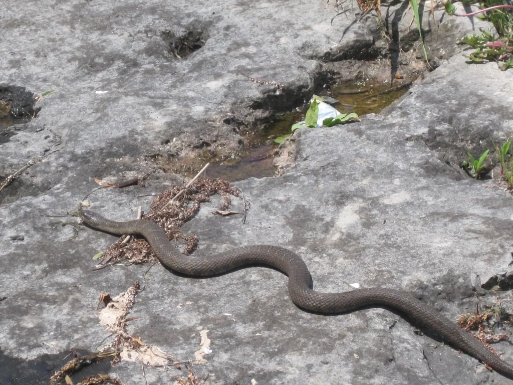 This particular Nerodia sipedon is about 1m in length so a pretty large example. (Photo: Matt Herod)