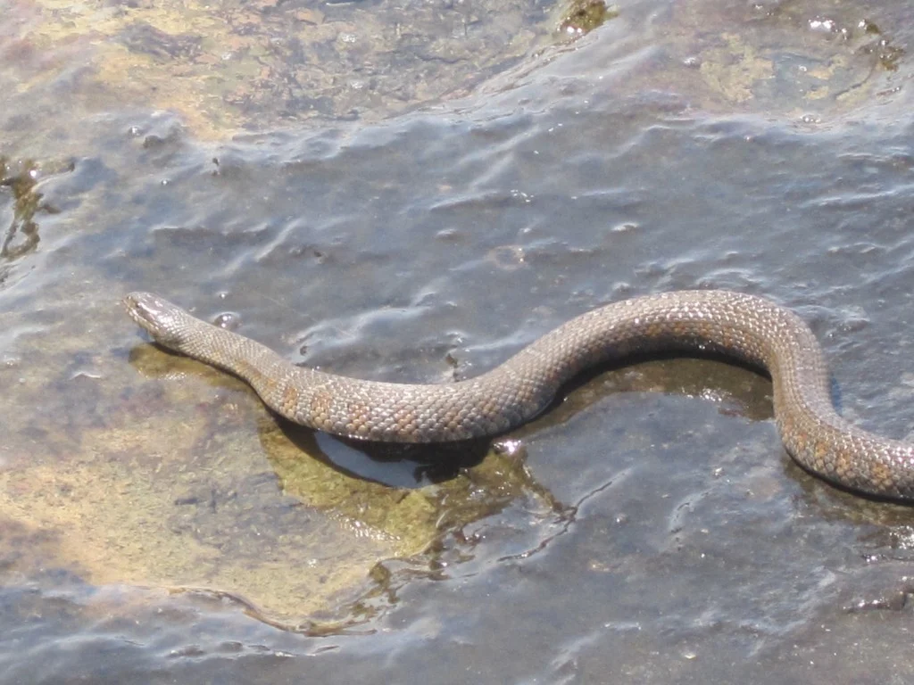 A mature Northern Water Snake. They darken as they age. (Photo: Matt Herod)