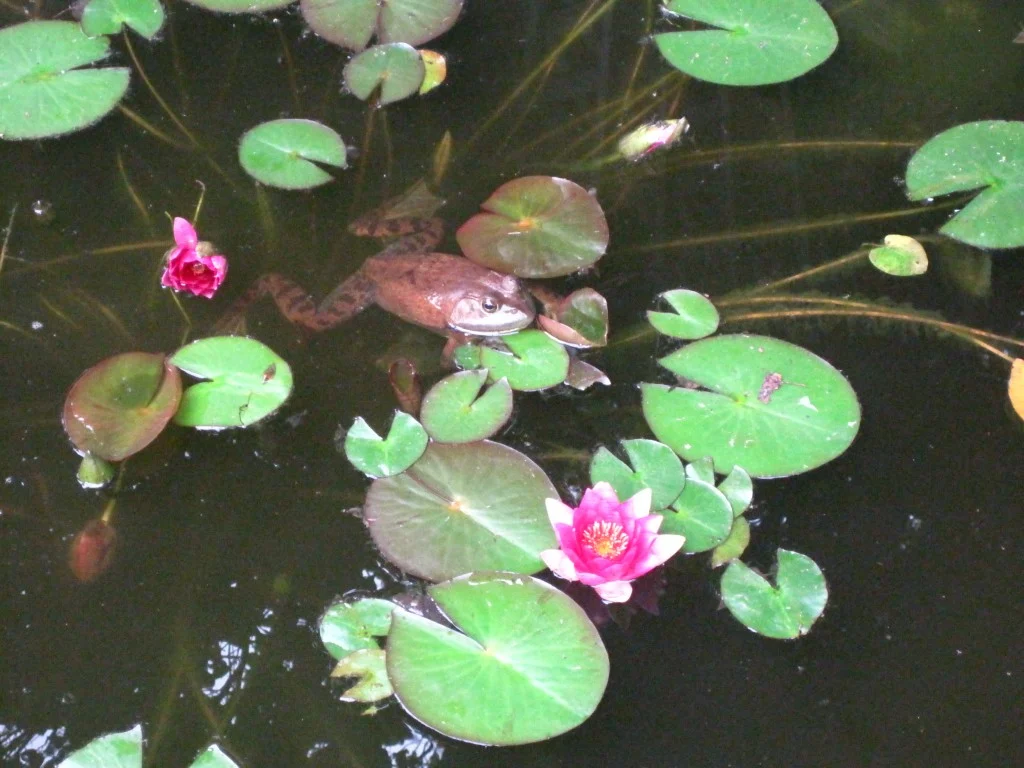 We also had a massive Bullfrog move into the garden pond. Hope the snake doesn't get him! (Photo: Matt Herod)