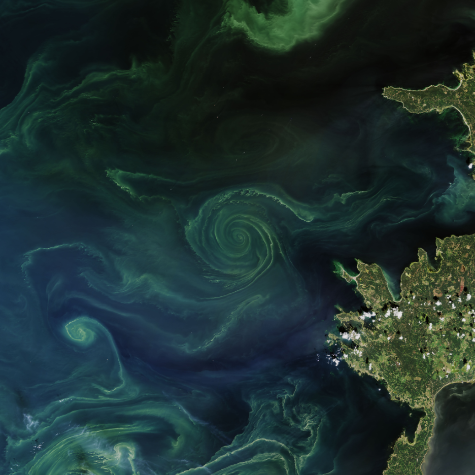 Monitoring the Ocean’s Green Pulse: A New Global Dataset for Phytoplankton Phenology