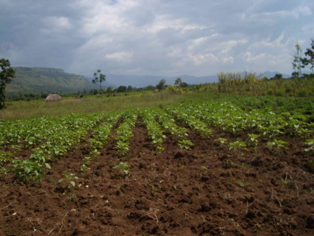 Guest Blog: Micronutrients, Hidden Hunger and Geology