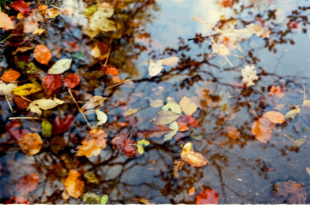 Guest Blog: Autumn Reflections