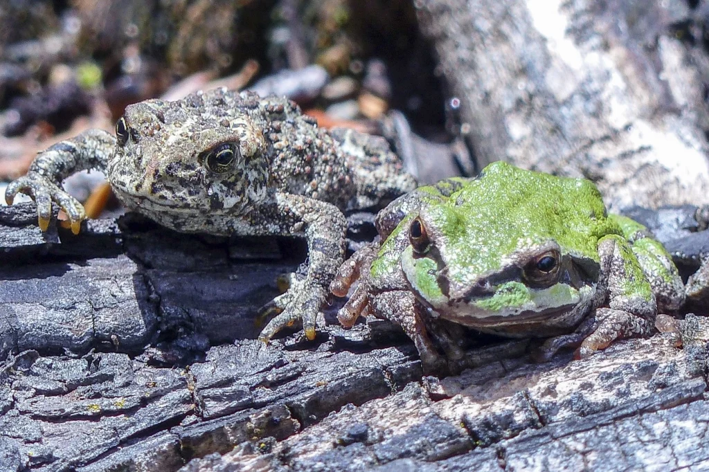 Heather Britton: Can Animals be Used to Predict Earthquakes?
