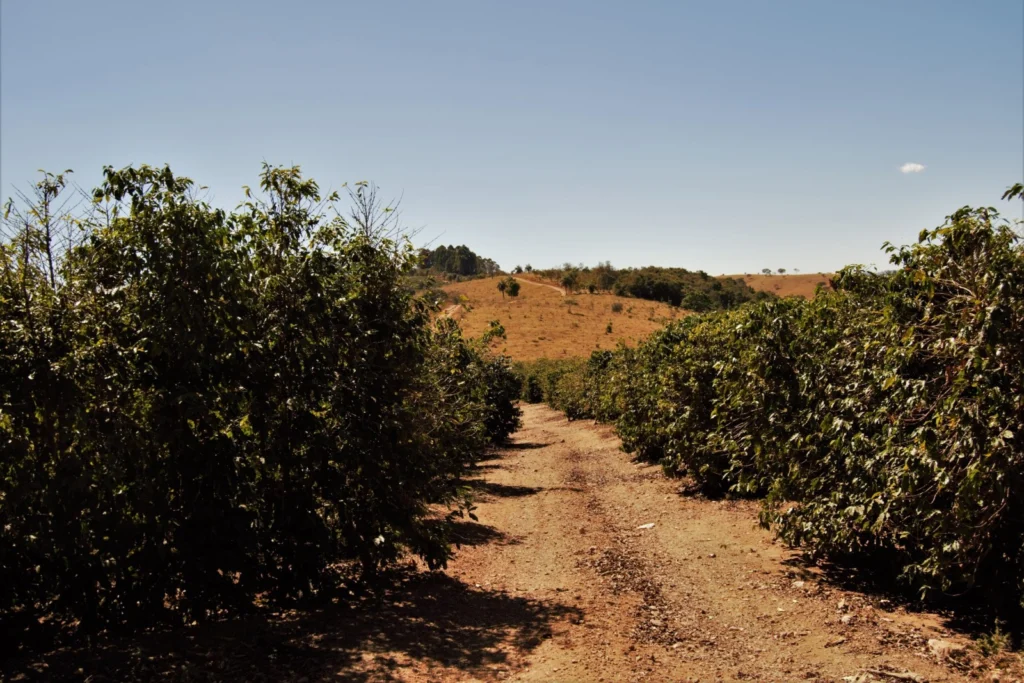 Bárbara Zambelli Azevedo: Phosphorus Crisis – A Food Crisis?