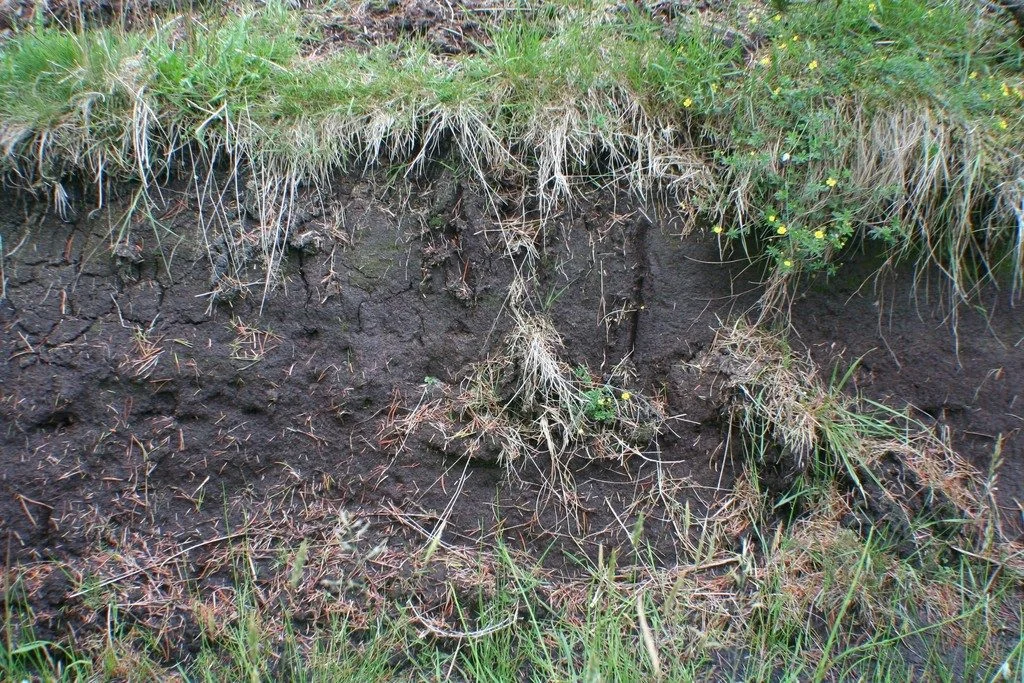 Peat in the Tropics