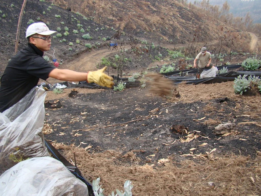 Team members spreading forest residues on the surface of burned soils.