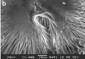 Mordenite. Credit: Hülya Kaçmaz, Dokuz Eylul University, Buca-Izmir/Turkey. Click to see the original source at the 'Images of Clay Archive' of the Mineralogical Society of Great Britain & Ireland and The Clay Minerals Society.