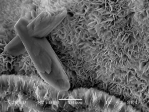Smectite, trioctahedral. Credit: Anthony Priestas, Boston University. Click to see the original source at the 'Images of Clay Archive' of the Mineralogical Society of Great Britain & Ireland and The Clay Minerals Society.