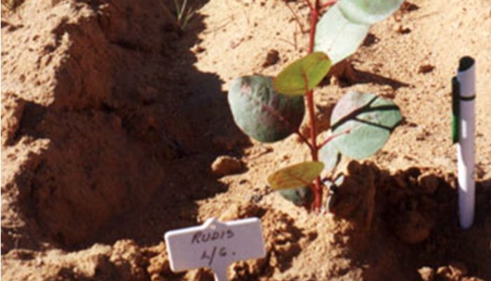 Turning unproductive soil into profits
