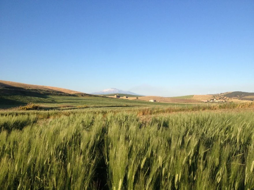 Traditional wheat field ar the foot of Mount Etna. Source: larepubblica.it.