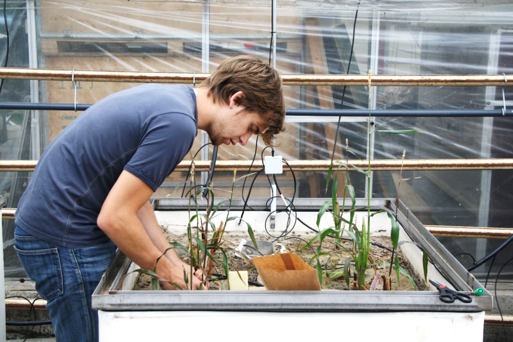 Plant carbon allocation, soil nutrient availability and the mycorrhizal business