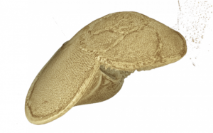 Synchrotron X-ray CT scans reveal the structure of plankton shells. Credit: O Branson, University of Cambridge